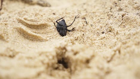 Lucha-De-Insectos-Boca-Abajo-Para-Sobrevivir-En-Una-Superficie-Arenosa