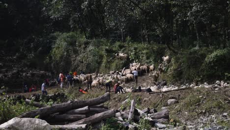 Aldeanos-De-Nepal-Pastoreando-Ovejas-A-Través-De-Bosques-Remotos