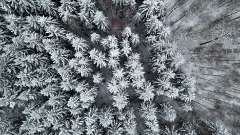 Vogelperspektive-Drohnenaufnahme,-Die-An-Einem-Bewölkten-Tag-über-Frostigen,-Schneebedeckten-Baumwipfeln-Aufsteigt