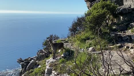 Himalaya-Tahr,-Der-Sich-Eine-Klippe-Auf-Dem-Tafelberg-In-Indien,-Der-Venster-Wanderroute,-Hinunterbewegt