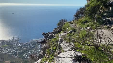 Himalaya-Tahr-Begegnung-Auf-Dem-Tafelberg-In-Indien,-Venster-Wanderroute-Am-17.-Dezember-2023