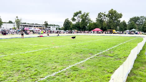 A-dynamic-scene-of-a-dog-agility-trial,-with-a-focused-canine-participant-navigating-the-course