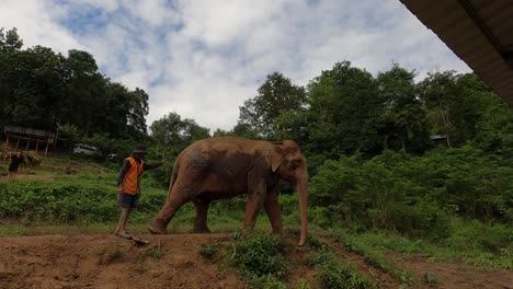 Mahout-Führt-Eindeutig-Einen-Asiatischen-Elefanten-Im-Schutzgebiet