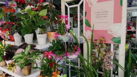 Several-kinds-of-plants-at-a-local-florist-in-Portugal