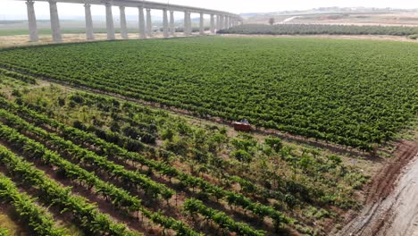 Bar-in-the-middle-of-a-vineyard