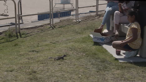 Brave-beach-Squirrel-approaches-human-family-for-food-near-beach-in-the-summer-time