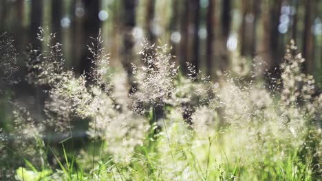 Schönes-Gras-Im-Wald-Bewegt-Sich-ästhetisch-Im-Wind