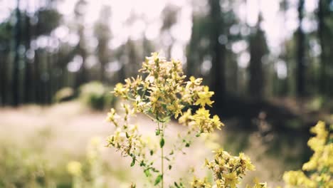 Toma-Estética-De-Flores-Amarillas-En-El-Bosque-Moviéndose-Elegantemente-Con-El-Viento