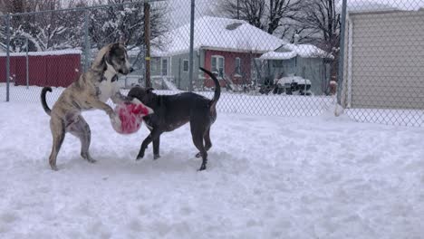 Un-Pitbull-Gana-La-Batalla-Por-La-Bola-Congelada-Tras-Una-Tormenta-De-Nieve.