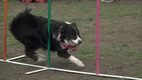 Border-Collie-Masters-Weave-Poles-On-Agility-Course-In-Slow-Motion