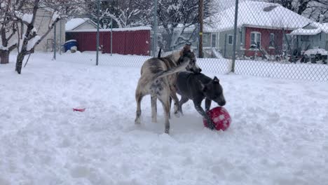 Pitpull-Zeigt-Pitsky,-Wie-Man-Einen-Ball-Aus-Dem-Schnee-Holt