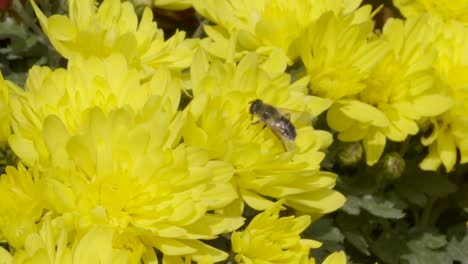 Biene-Auf-Gelber-Blume-Im-Sommer-In-Österreich