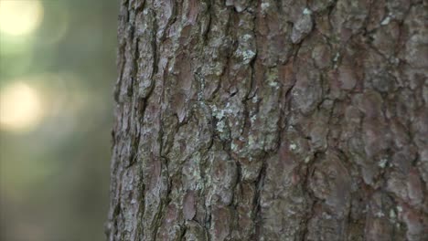 Una-Foto-Detallada-De-La-Superficie-De-Un-árbol-En-Seefeld