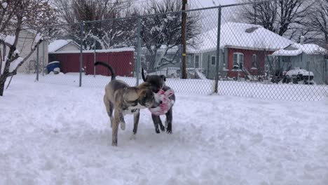 Precioso-Pitsky-Desafía-A-Pitbull-Por-Una-Pelota-En-La-Nieve