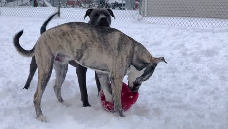 Un-Pitbull-Y-Un-Pitsky-Se-Toman-Un-Descanso-De-La-Nieve-Y-Pasan-El-Rato-Con-Su-Pelota