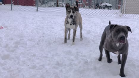 Pitbull-Und-Pitsky-Warten-Gespannt-Im-Schnee-Darauf,-Dass-Der-Ball-Geworfen-Wird