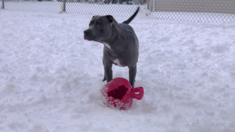 Pitbull-De-Nariz-Azul-Se-Para-Sobre-Una-Bola-En-La-Nieve-Mientras-Tirita