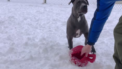 Kalter-Pitbull-Zittert-Im-Schnee-Und-Wartet-Darauf,-Dass-Sein-Besitzer-Den-Ball-Wirft