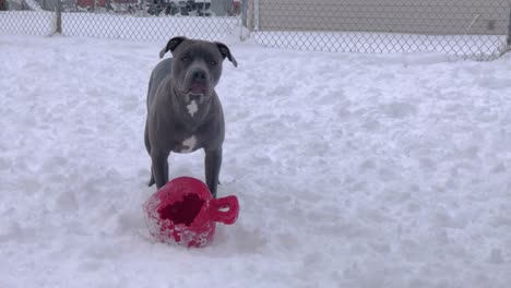 Pitbull-De-Nariz-Azul-En-La-Nieve-Se-Alza-Sobre-La-Bola-Y-Tiembla