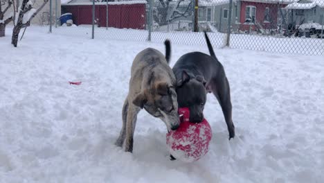 Pitbull-Und-Pitsky-Zeigen-Ihre-Augen,-Während-Sie-Im-Schnee-Um-Die-Kontrolle-über-Den-Ball-Kämpfen