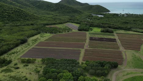 Pineapple-farm-and-caribbean-sea-on-Antigua