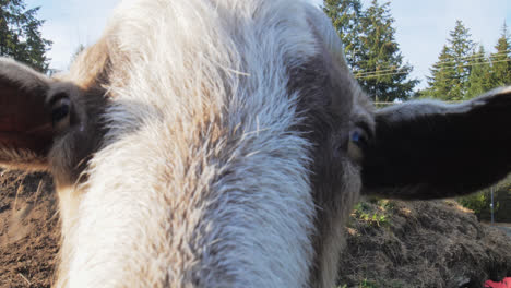 Cabras-Lecheras-Domésticas-Con-Largas-Barbas-Y-Cuernos.