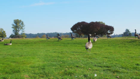 Patos-Pelucan-Pastando-En-Un-Pasto-En-Primavera-En-Un-Día-Soleado---Grupo-De-Patos-De-Tiro-Largo-Buscando-Comida-En-Un-Campo-De-Hierba