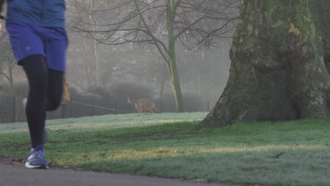 Eine-Rundliche-Dame-Geht-Mit-Ihrem-Großen-Hund-In-Einem-Gelben-Mantel-Spazieren,-Während-Sie-Am-Frühen-Nebligen,-Nebligen-Und-Kalten-Morgen-Telefoniert