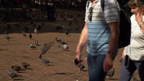 Muchas-Palomas-En-La-Histórica-Zona-Colonial-De-Santa-Domingo