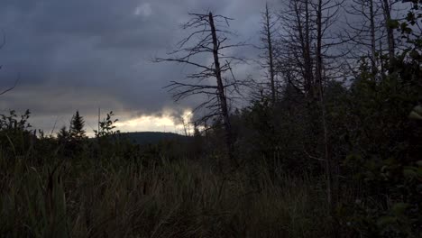 Un-Pantano-Con-Algunos-árboles-Muertos-Con-Cielos-Nublados-Y-Algo-De-Viento-Acercándose-Al-Anochecer-En-El-Norte-De-Ontario,-Canadá