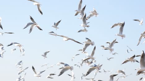 Seagulls-landing-on-lake-water,-Lake-of-the-Woods,-Young-herring-gull-with-starfish-in-its-beak