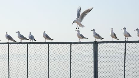 Möwenvogel-Oder-Seevogel-Stehen-Mit-Füßen-Am-Meeresstrand