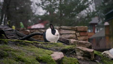 Un-Vídeo-Muestra-Un-Conejo-Holandés-Sentado-En-Lo-Alto-De-Una-Colina-Húmeda-Y-Cubierta-De-Musgo-En-El-Museo-Al-Aire-Libre-De-Estocolmo,-Suecia,-Skansen,-Con-Una-Niña-Mirando-Furtivamente.