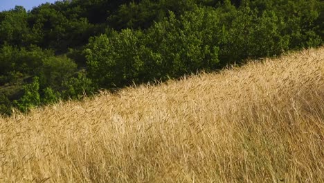 Leichte-Panoramaaufnahme-Eines-Bio-Einkornfeldes-In-Südfrankreich,-Kurz-Vor-Der-Ernte,-An-Einem-Sonnigen-Tag