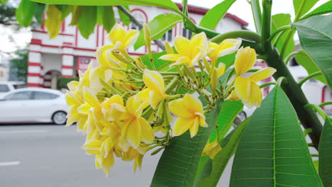 Gelbe-Mexikanische-Plumeria-Hängt-Entlang-Der-Straße-Mit-Fahrzeugen-Im-Hintergrund