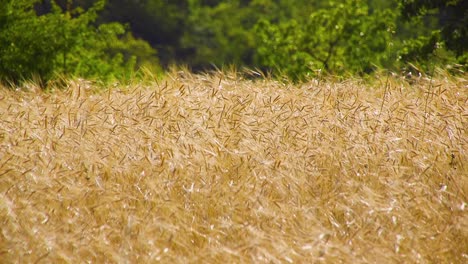 Ein-Bio-Einkornfeld-Im-Süden-Frankreichs,-Kurz-Vor-Der-Ernte,-An-Einem-Sonnigen-Tag