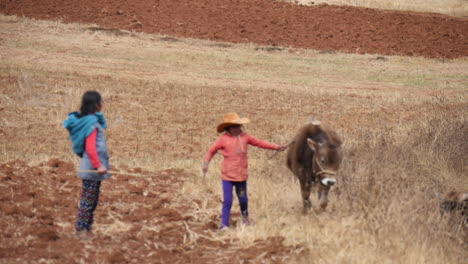 Chicas-Campesinas-Peruanas-Con-Vacas-Toros-En-Cusco,-Cerca-De-Las-Montañas-De-Los-Andes-En-Perú,-América-Del-Sur