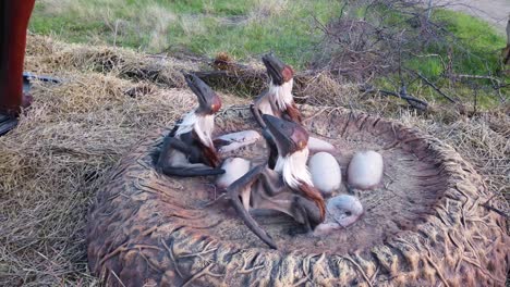 Dies-Ist-Ein-Redaktionelles-Video-Von-Quetzalcoatlus-Dinosaurierbabys-In-Der-Prähistorischen-Parkausstellung-Im-Meadowmere-Park-In-Grapevine,-Texas