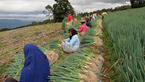 Temporada-De-Cosecha-En-Indonesia,-Gente-Trabajando-Vista-Lateral