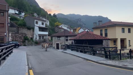 Rural-scene-of-farmer-running-with-his-cows-through-rural-Spanish-village-of-Somiedo-at-sunset,-Spain