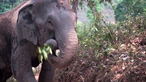 Asiatischer-Elefant-Grast-Entlang-Der-Dschungelstraße,-Während-Er-Hinter-Einer-Frau-Läuft