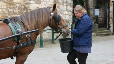 A-woman-feeding-a-horse-drawn-carriage-horse-with-blinkers-from-a-bucket-in-a-town-street