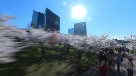 Tiro-Hiperlapso-De-Cerezos-Japoneses-En-Flor-En-El-Parque-Vilnius-Sakura