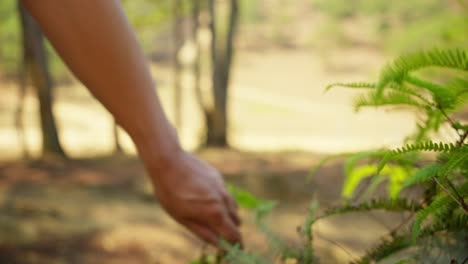 Un-Hombre-Camina-Por-El-Helecho-En-Una-Jungla-De-Pinos