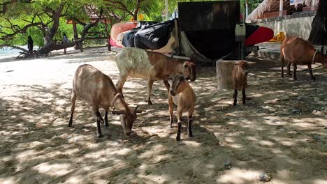 Ziegenherde-Am-Beliebten-Weißen-Sandstrand-In-Der-Hauptstadt-Dili,-Timor-Leste,-Südostasien