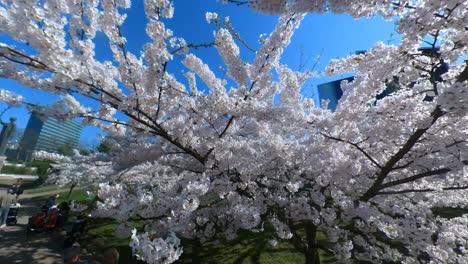 Toma-En-Cámara-Lenta-De-Cerezos-Japoneses-En-Flor-En-El-Parque-Vilnius-Sakura