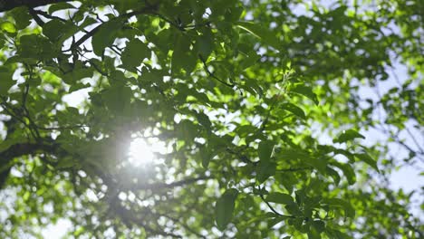 Blätter-An-Einem-Apfelbaum,-Die-Sich-Im-Wind-Bewegen