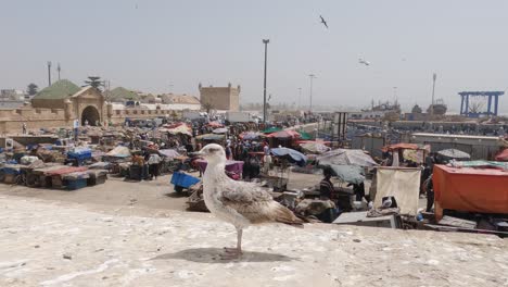 Vista-Panorámica-Del-Mercado-En-Essaouira,-Marruecos-Con-Una-Gaviota-Curiosa