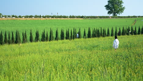 Niña-Caminando-Por-El-Campo-De-Cultivo-Verde-De-Cebada-En-Tierras-De-Cultivo-De-Anseong---Revelando-Cámara-Lenta