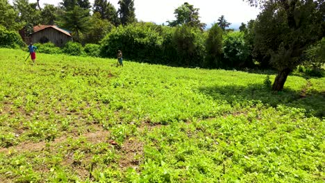 Africa-farms-working-in-the-farms